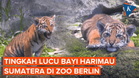 Menggemaskan! Anak Harimau Sumatera Lahir Di Berlin, Harapan Baru Bagi Spesies Langka