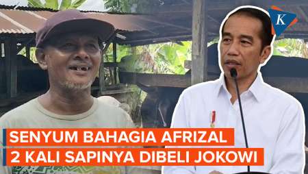 Bobot Tembus 800 Kg, Sapi Afrizal Kembali Dipilih Jokowi untuk Idul Adha di Riau