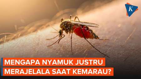 Mengapa Nyamuk Malah Makin Banyak Saat Kemarau? Pakar BRIN Ungkap Penyebab