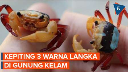 Penampakan Kepiting Langka 3 Warna di Gunung Kelam Kalimantan Barat