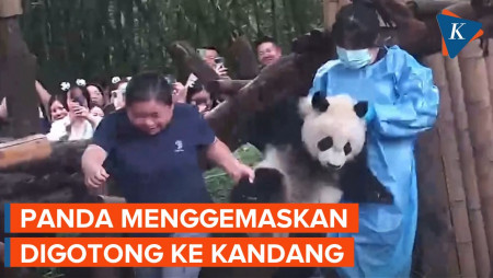 Tingkah Lucu Anak Panda Saat Bermalas-malasan, Digotong Penjaga Masuk Kandang