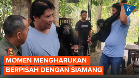 Sedihnya Pemilik Siamang Saat Berpisah dengan Peliharaan Kesayangan