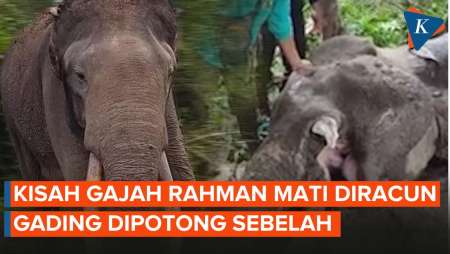 Cerita Pilu Gajah 