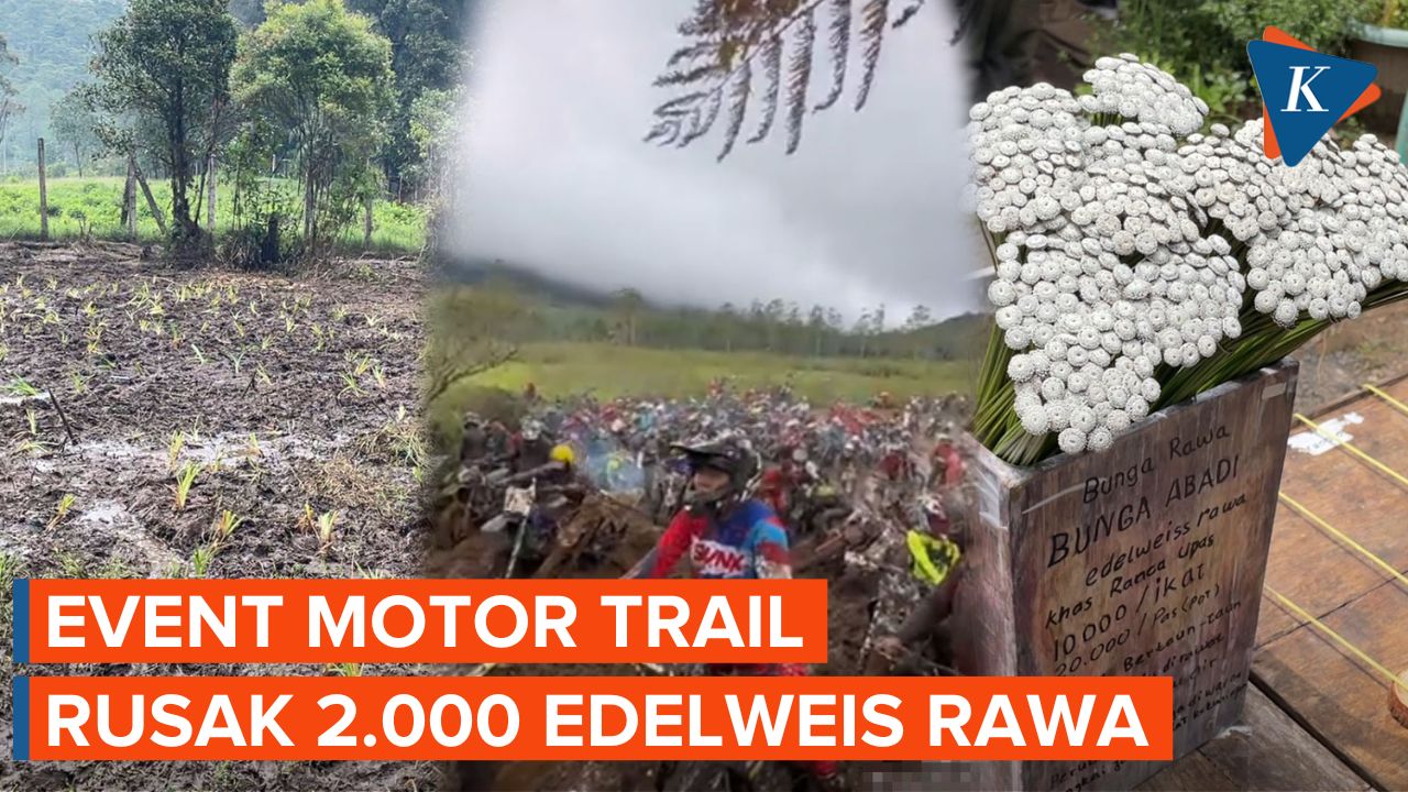 Penyebab Rusaknya 2.000 Edelweis Rawa di Kampung Cai Ranca Upas
