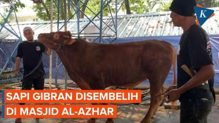 [FULL] Momen Sapi Kurban Seberat 700 Kg dari Gibran Disembelih di Masjid Al-Azhar