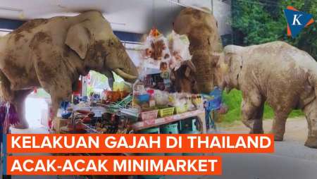 Kelakuan Gajah Acak-acak Minimarket di Thailand, Kok Bisa? Begini Momennya…