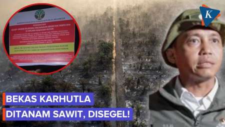 Lahan Bekas Karhutla Ditanami Sawit, Langsung Disegel Menhut Raja Juli!