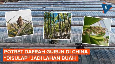 Buah-buahan Tropis Tumbuh Subur di Lingkungan Gurun Xinjiang China, Kok Bisa?