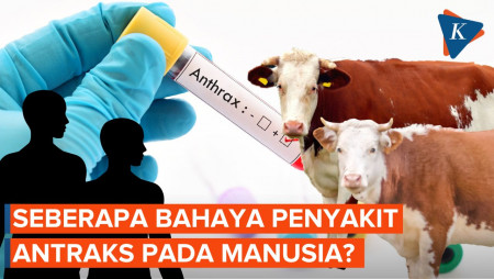 Menyelisik Bahaya Antraks pada Manusia