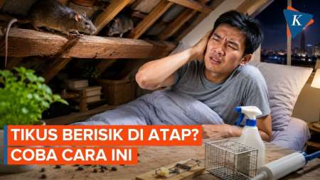 Cara Mengusir Tikus Yang Bersarang Di Atap Rumah