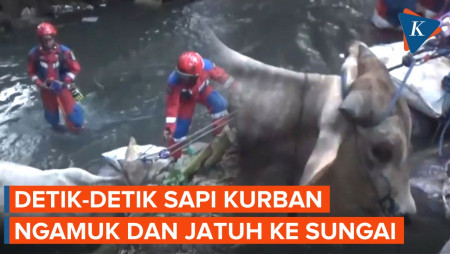 Sapi Kurban Ngamuk Sampai Tercebur ke Sungai, Damkar Turun Tangan