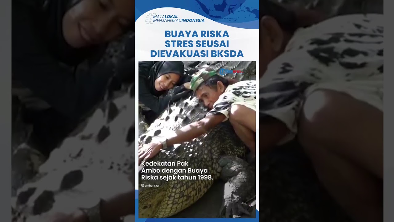 Kisah Haru Pak Ambo Tak Tega Liat Buaya Riska Stres Saat Dievakuasi ...