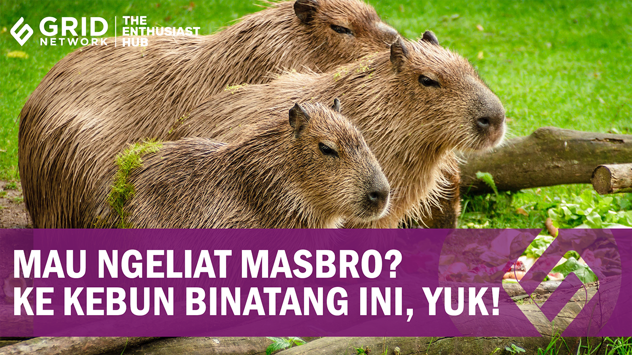 4 Kebun Binatang Ada Kapibara, Bisa Lihat Masbro yang Viral di TikTok
