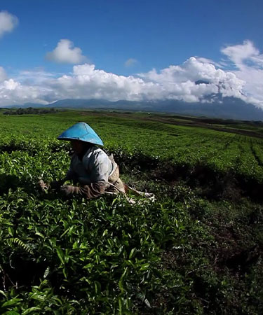 EKSPEDISI GUNUNG KERINCI  
